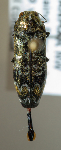 Coraebus sidae