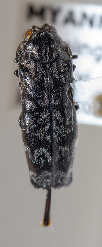 Coraebus spathatus