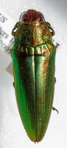 Micropistus