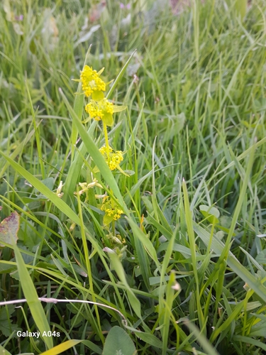 Crosswort
