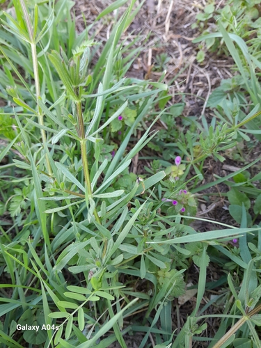 catchweed bedstraw