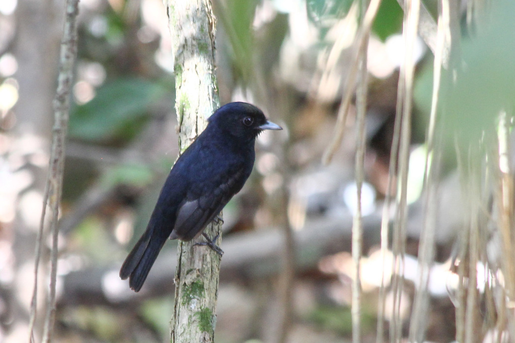 Amazonian Black-Tyrant (Knipolegus poecilocercus) photo