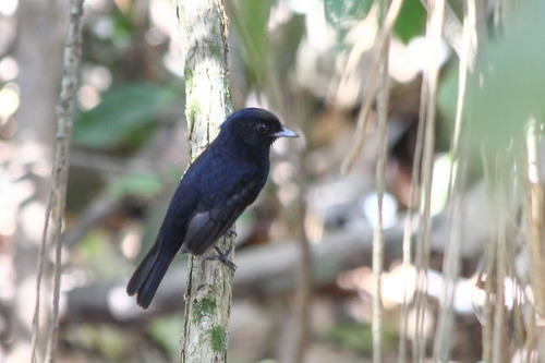 Amazonian Black-Tyrant