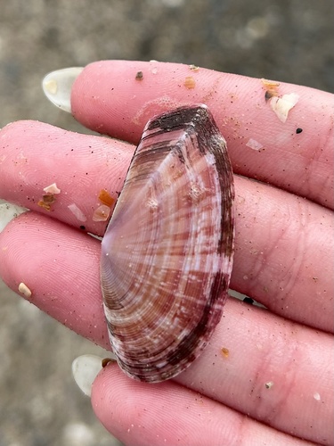 Faroe Sunset Clam