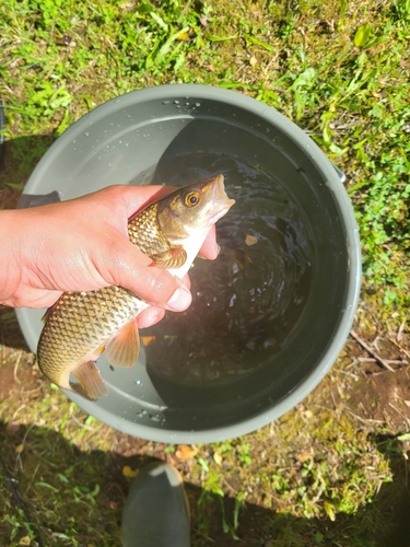 Northern Iberian chub