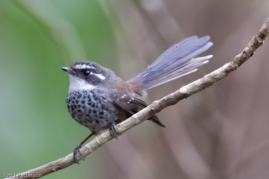 New Caledonian Streaked Fantail photo
