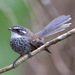 New Caledonian Streaked Fantail - Photo (c) Judd Patterson, all rights reserved, uploaded by Judd Patterson