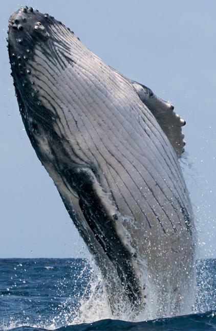 Humpback whale