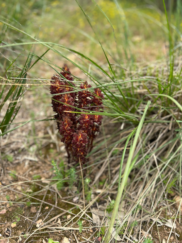 Variegated broomrape