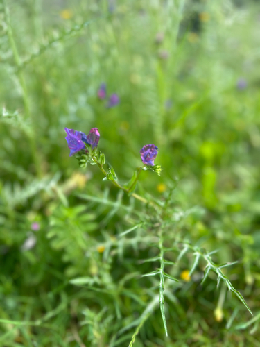purple viper's-bugloss