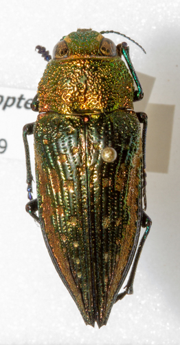 Lampetis plagiata · iNaturalist