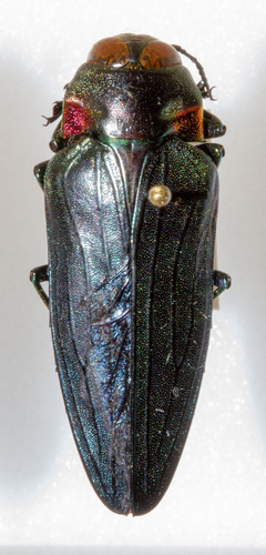 Belionota fallaciosa