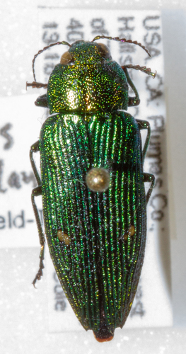 Buprestis langii · iNaturalist