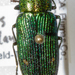 Buprestis langii - Photo (c) Will Chatfield-Taylor, all rights reserved, uploaded by Will Chatfield-Taylor