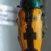 Buprestis viridisuturalis - Photo 由 Will Chatfield-Taylor 所上傳的 (c) Will Chatfield-Taylor，保留所有權利