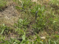 Coast Garter Snake