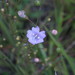 Agalinis obtusifolia - Photo (c) Milo Pyne, todos los derechos reservados