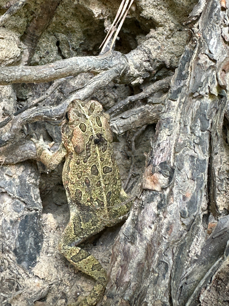 Fowler's Toad from Erwin on May 3, 2025 at 12:09 PM by abby · iNaturalist