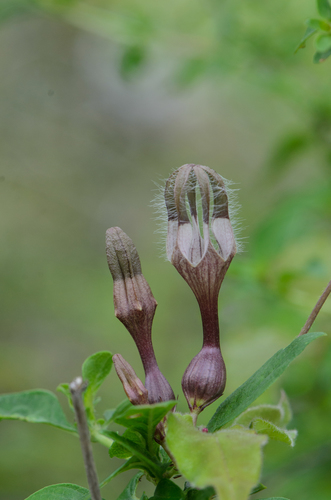 Ceropegia macrantha