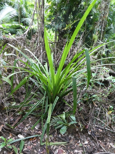 Scirpodendron