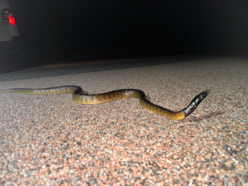Black-headed Python sighting