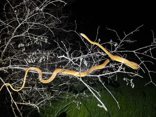 Brown Tree Snake sighting