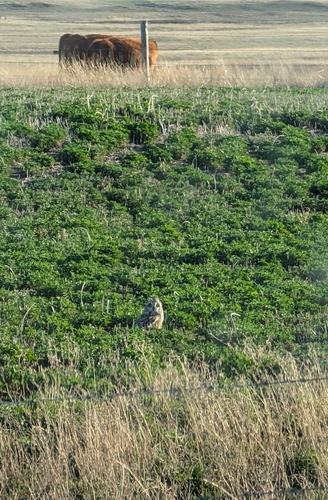 Short-eared Owl