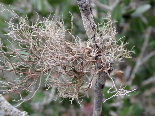Dendrographa leucophaea