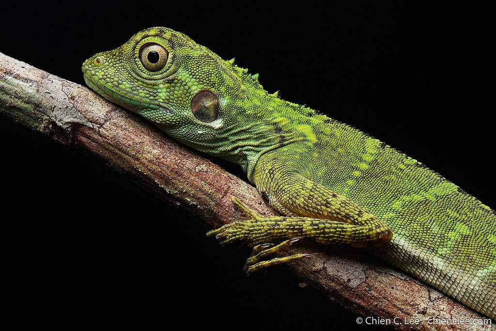 Modest Forest Dragon (Hypsilurus modestus)