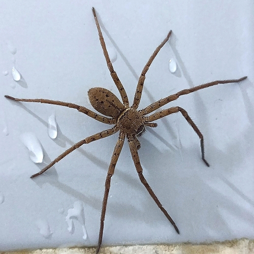 Pantropical Huntsman Spider