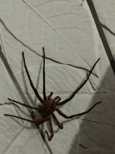 Brazilian Wandering Spider