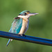 New Caledonian Sacred Kingfisher - Photo (c) Judd Patterson, all rights reserved, uploaded by Judd Patterson