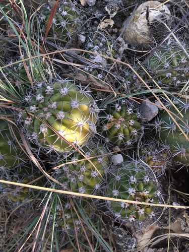 Echinopsis bridgesii ssp. vallegrandensis