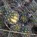 Echinopsis bridgesii vallegrandensis - Photo (c) acoval, all rights reserved, uploaded by acoval