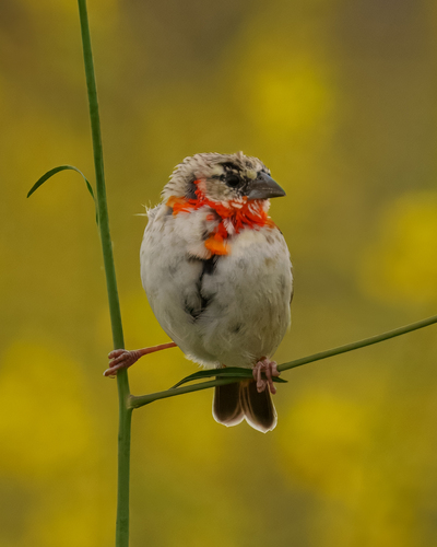 Northern Red Bishop