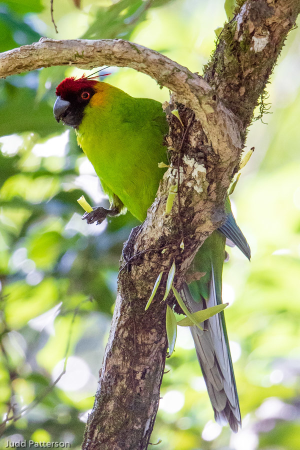 Horned Parakeet (Eunymphicus cornutus) photo