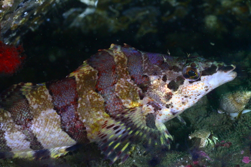 Painted Greenling