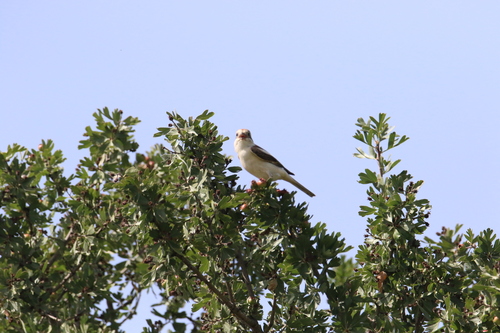 Woodchat Shrike