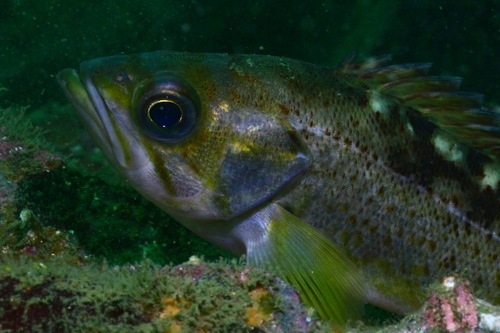 Yellowtail Rockfish