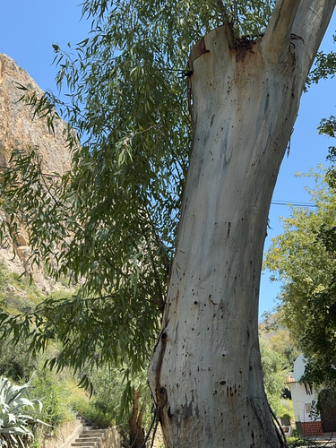 Avistamiento Eucalyptus camaldulensis