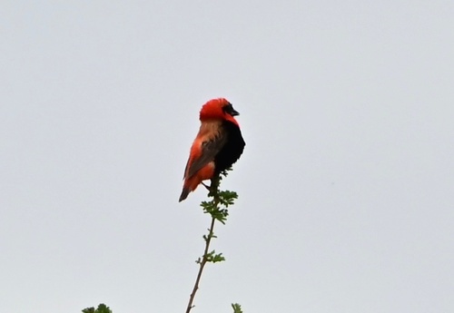 Southern Red Bishop