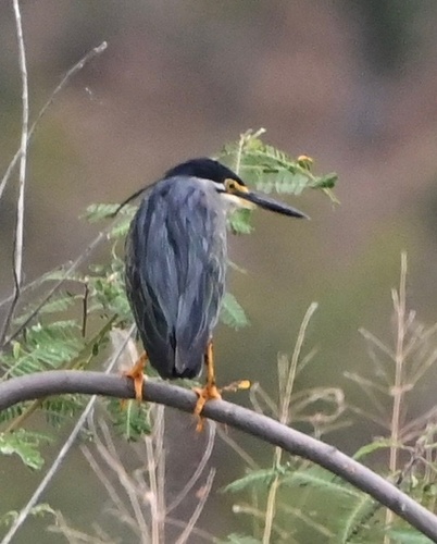 Sub-Saharan Little Heron