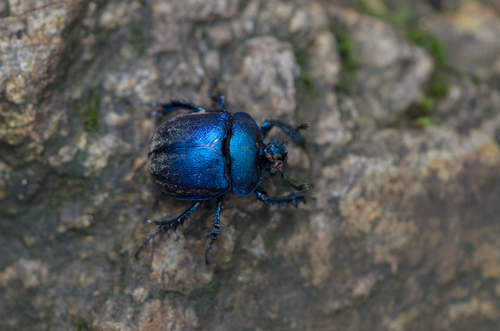 Enoplotrupes birmanicus