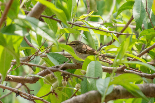 Yellow-browed Warbler