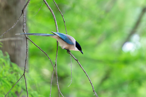 Azure-winged Magpie