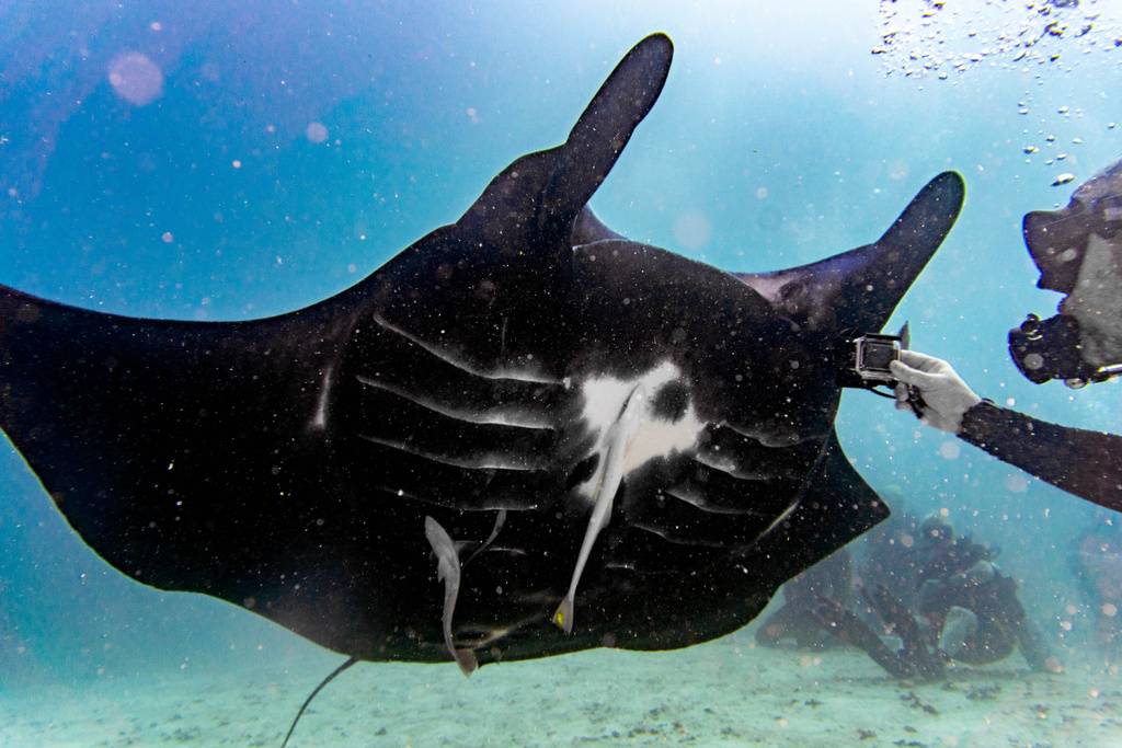Reef manta ray