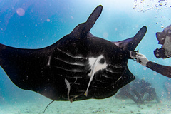 Reef manta ray