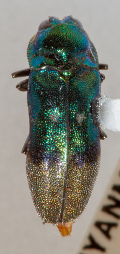 Coraebus denticollis