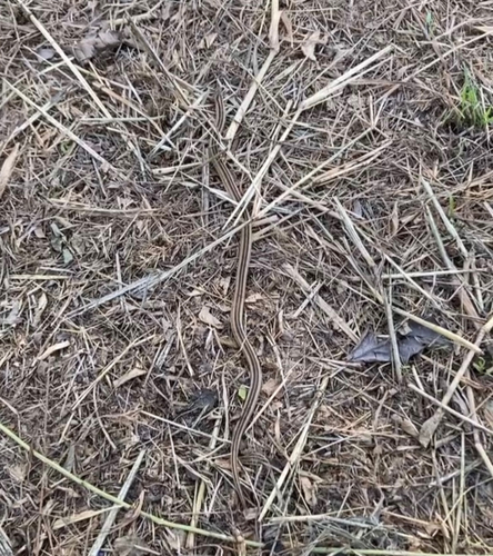 Small-banded Kukri Snake