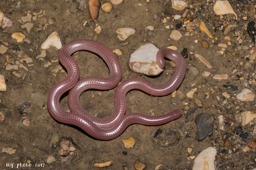 Trans-Pecos Blindsnake